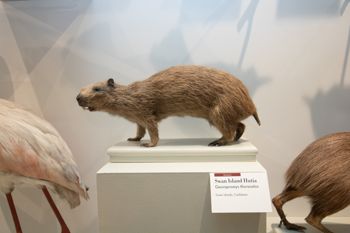 Media type: image;   Mammalogy 6398 Description: Mounted Jamaican Hutia in display case at HMNH.;